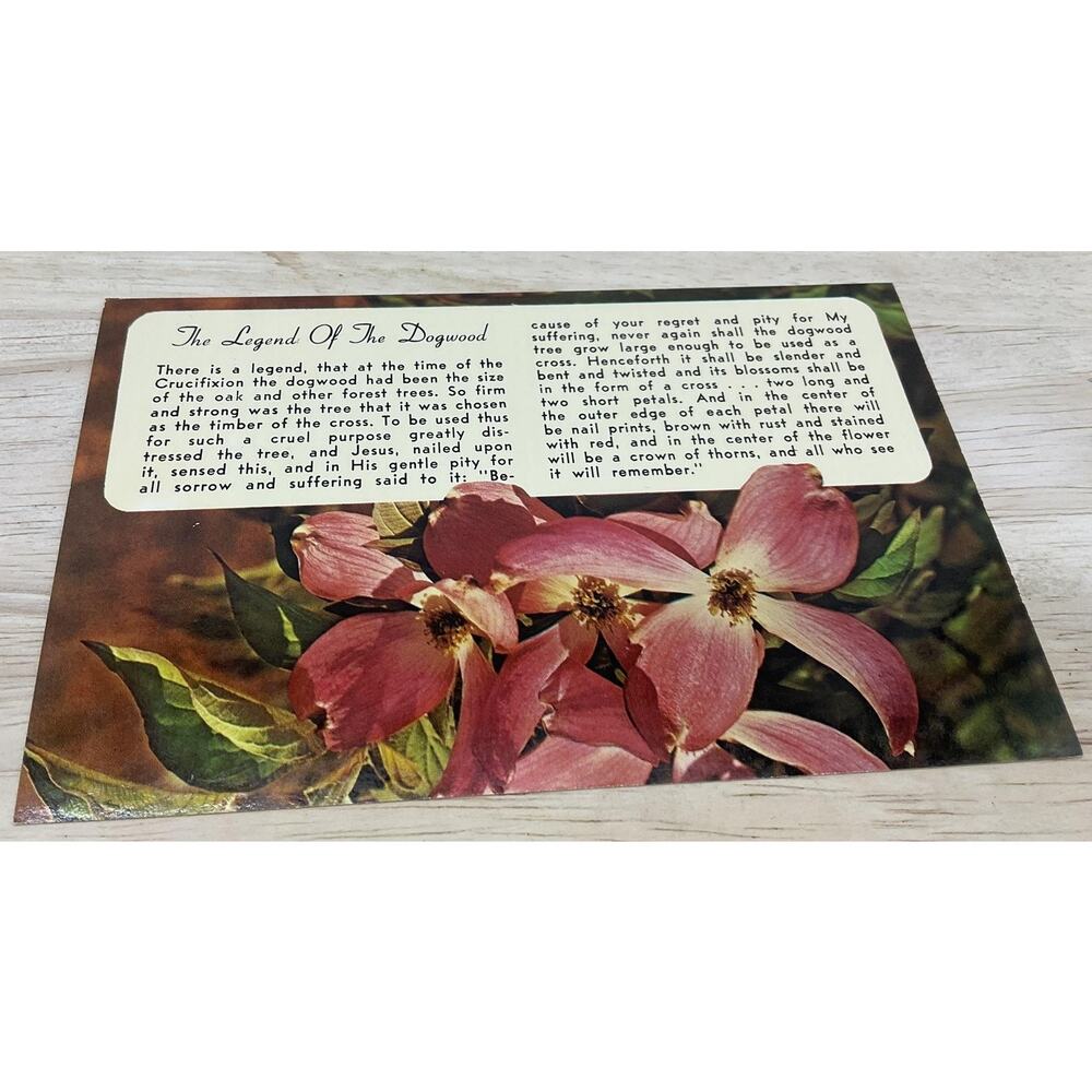 Vintage The Legend Of The Dogwood Dexter Press Photochrome Color Postcard 6x4 In